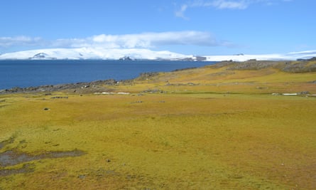 A moss bank on Green Island