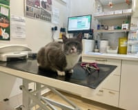 a grey and white cat on a vet's inspection table