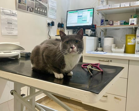 A grey and white cat on a vets inspection table in a north london veterinary practice.