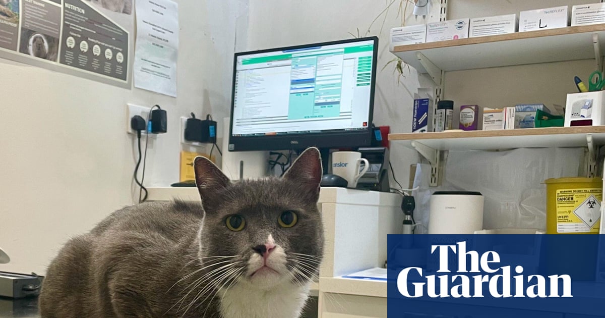 Killer counterfeits: the flea treatments that could send you rushing to the vet