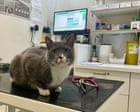 Killer counterfeits: the flea treatments that could send you rushing to the vet Killer counterfeits: the flea treatments that could send you rushing to the vet