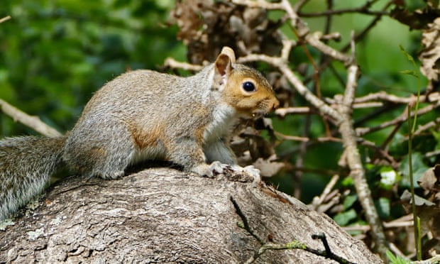 Recent conservation efforts have been focused on killing grey squirrels. Photograph: Geoffrey Swaine/Rex/Shutterstock