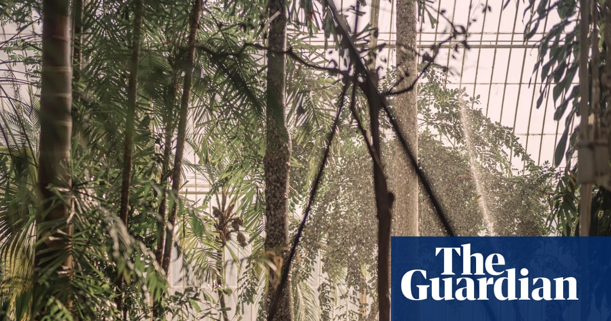 ‘Sad moments ahead’: Kew Gardens to fell rare trees in race to save Victorian greenhouse