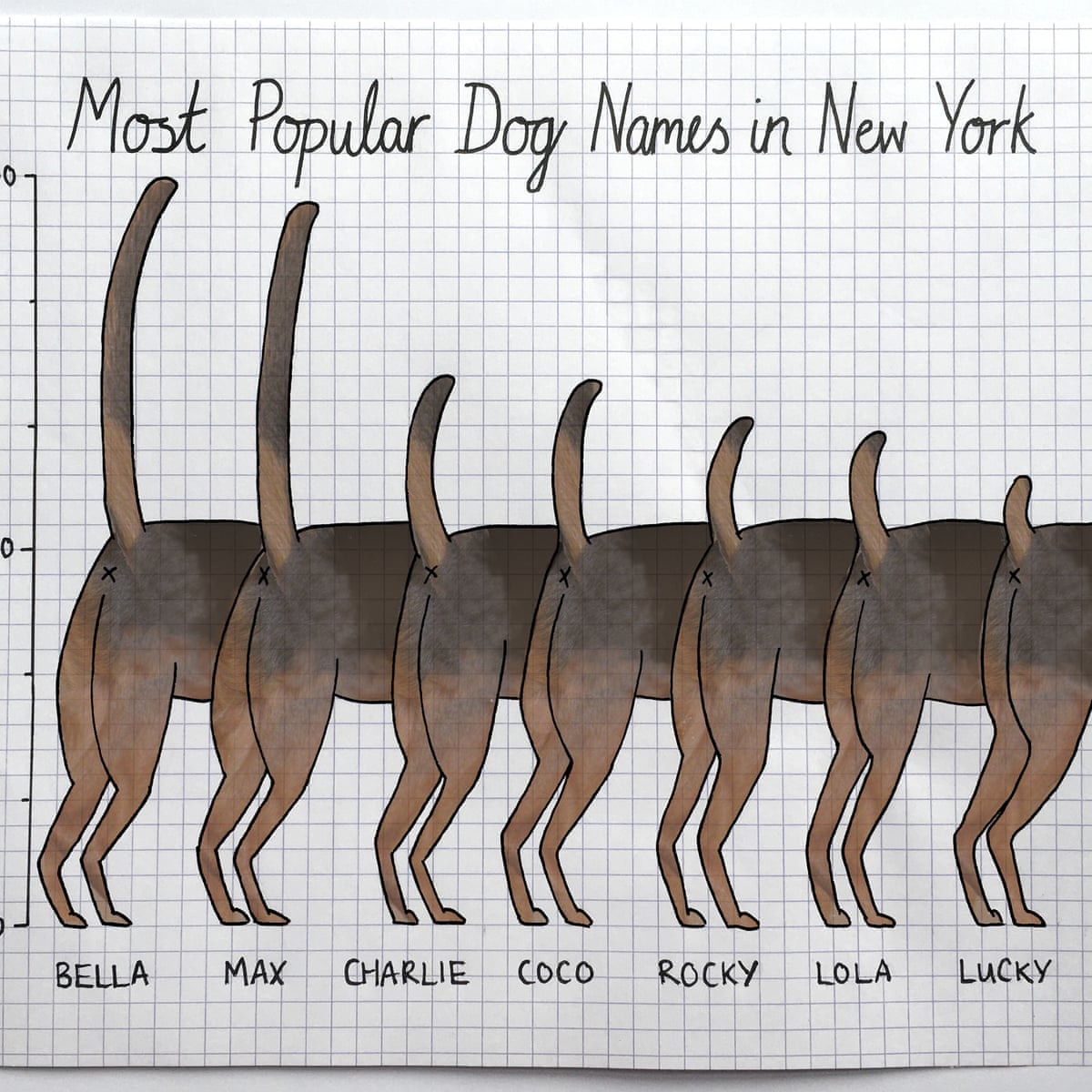 What Are The Most Common Dog Names In New York City Ciao Bella New York The Guardian What Are The Most Common Dog Names In New York City Ciao Bella New York The Guardian
