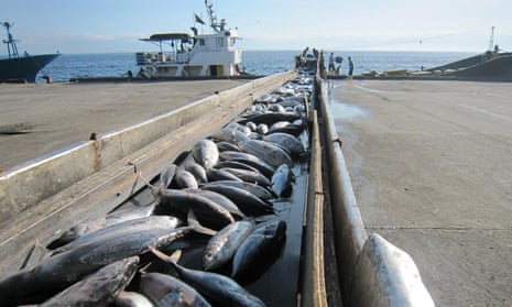 Tuna Fishing Methods