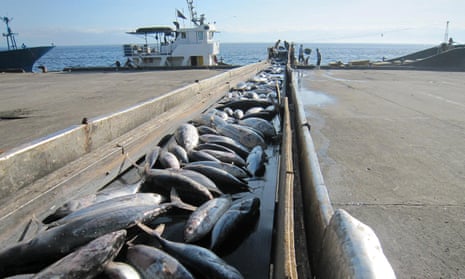 Tuna fish are unloaded in the southern Philippine island of Mindanao
