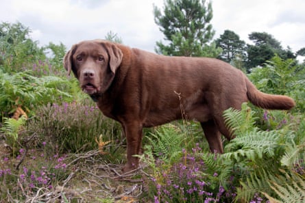 Brown overweight labrador amid ferns