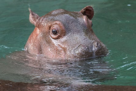 A hippo’s head poking out of the water