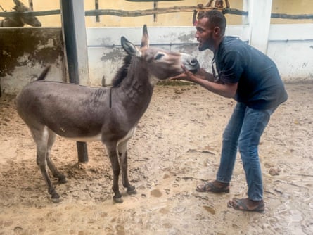 A young east African man holds the head of small donkey in a yard