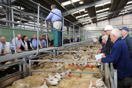 Richard Hyde, managing director at Hereford Market, auctioning lambs in July 2019