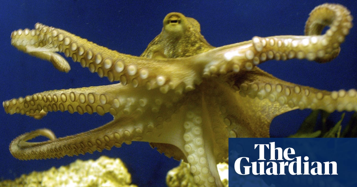 Octopuses were around before dinosaurs, fossil find suggests