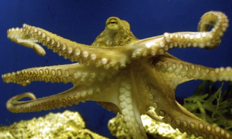FILE - An octopus swims at the zoo in Frankfurt, Germany on Friday, Nov. 25, 2005. In research published Tuesday, March 8, 2022, in the journal Nature Communications, scientists have described the oldest known fossil ancestor of octopuses – an approximately 330 million-year-old specimen found in Montana. (AP Photo/Bernd Kammerer, File)