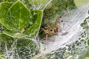 Uma aranha em uma teia perto de um pântano selvagem em Sangju, Coreia do Sul