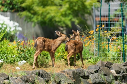 Two young deer in a garden with flowers.
