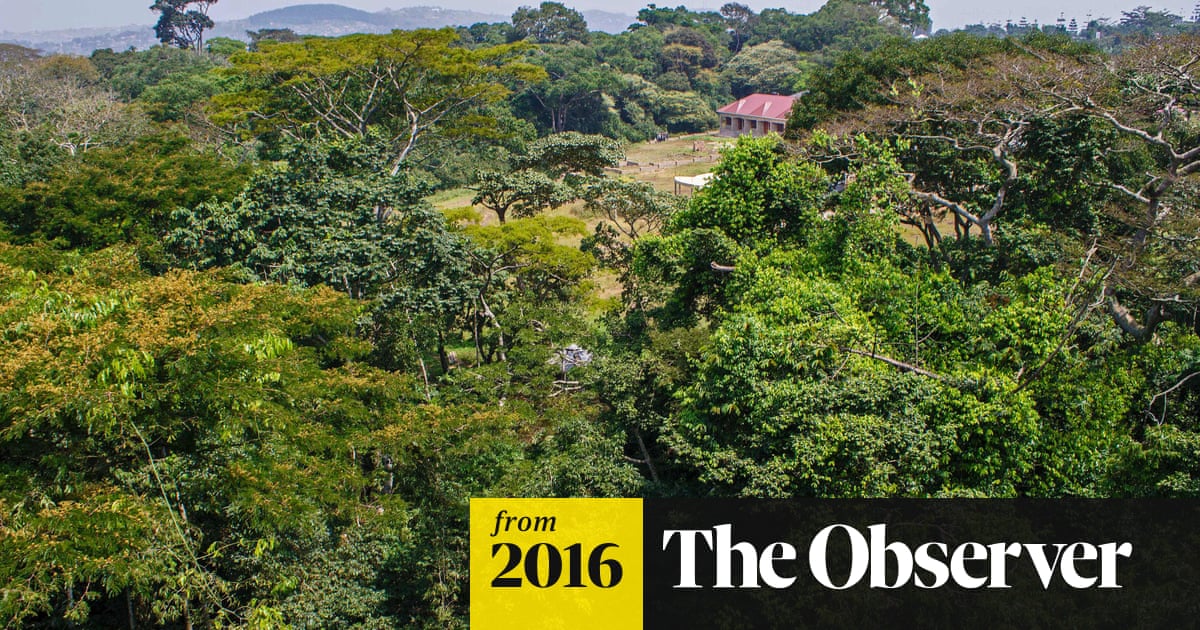 Zika forest: birthplace of virus that has spread fear across the world