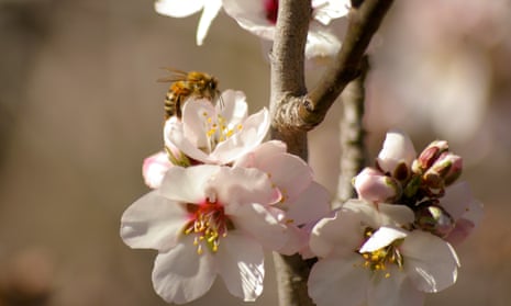 close up of a working honey bee cross pollinating white almond blossoms on a tree in rural New South Wales, Australia