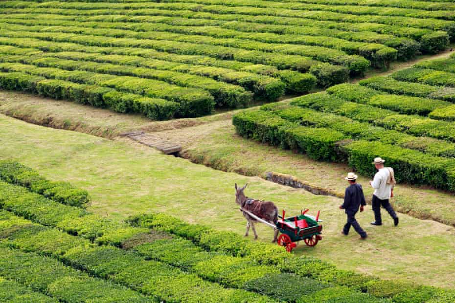 Dos trabajadores y un burro en los jardines de té de Porto Formoso. Sao Miguel, Islas Azores