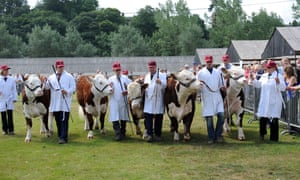 Cattle at Shropshire County Agricultural Show, UK.