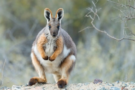 The yellow-footed rock wallaby is one of Arkaroola Sanctuary’s, in South Australia, most threatened native animals.