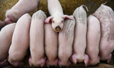 Young pigs on a farm in Taizhou, Zhejiang province.