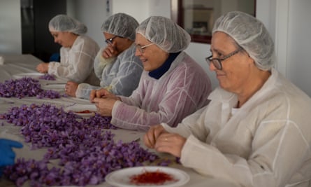 Las mujeres extraen los estigmas y el estilo de las flores de azafrán cultivadas cerca del pueblo de Villarrobledo
