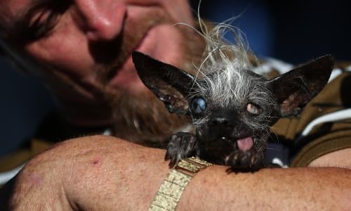 World S Ugliest Dog Winner Is Blind Chihuahua With Bowed Legs Dogs The Guardian World S Ugliest Dog Winner Is Blind Chihuahua With Bowed Legs Dogs The Guardian