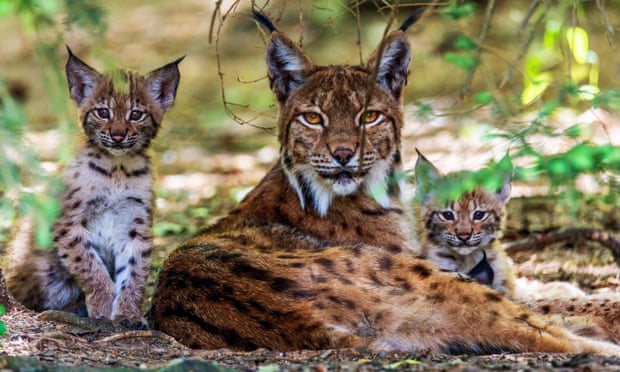 Lynx with two cubs