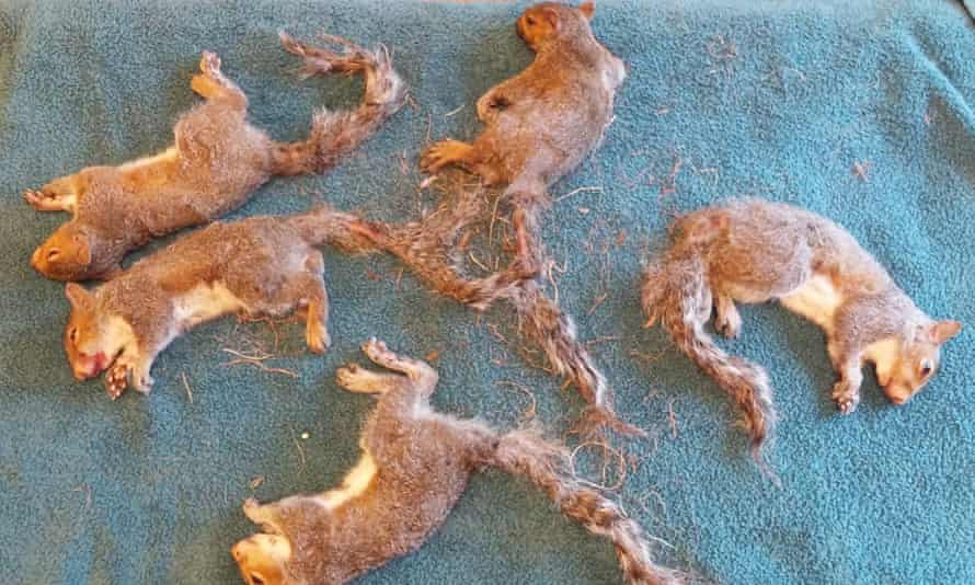 All five squirrels recovered after their anaesthetic.