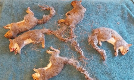 A tale of five squirrels: vets untangle 'Gordian Knot' of rodents | US news  | The Guardian