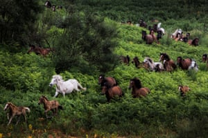 Zoom Out on Nature, vencedor Horses in Galicia de Javier Arcenillas, tirado na Galiza, Espanha