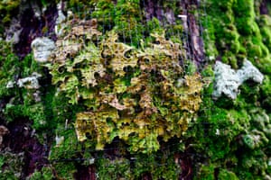 Lungwort lichen from a fallen oak in the Lake District