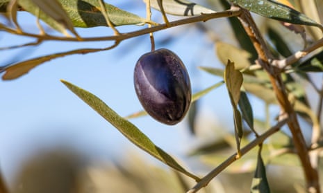 Black olive in tree