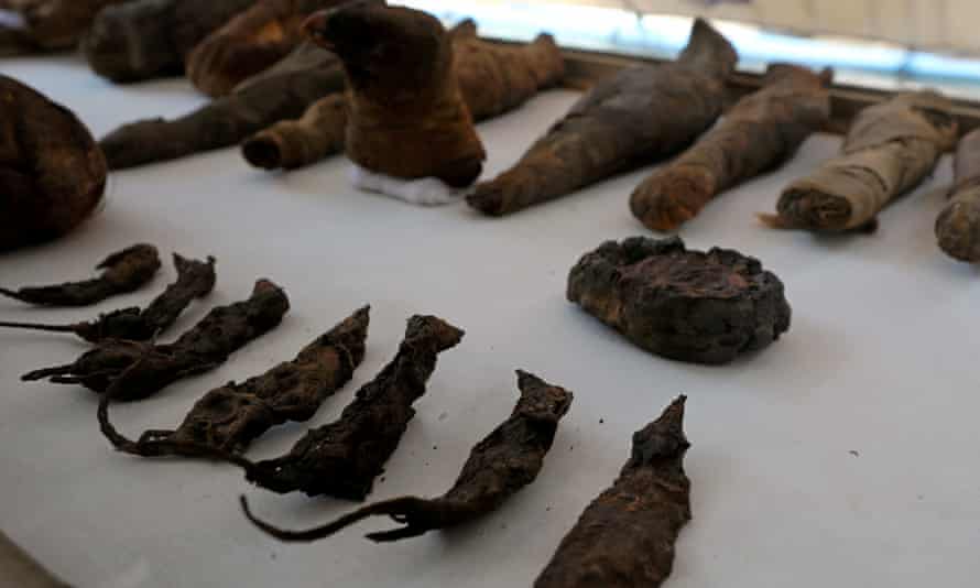 Mummified mice and falcons on display at the newly discovered burial site.