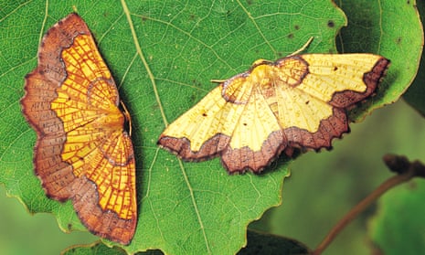 Dark bordered beauty moths, with a male on left and female on the right.