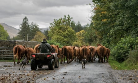 A farmer driving a herd of cows through a country road on the Isle of Mull.