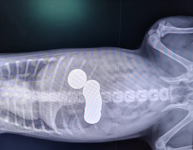 X-rays of Daisy revealed the 12-week-old puppy had swallowed 20 coins from its owner’s purse.