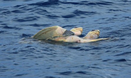 Olive ridley turtles (Lepidochelys olivacea) mating in the ocean, near Papagayo Peninsula, Guanacaste, Costa Rica.