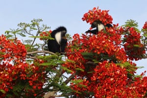 Macacos colobus comem as flores de uma árvore extravagante, também conhecida como Royal Poinciana, em Diani Beach, no Quênia