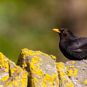 A male blackbird