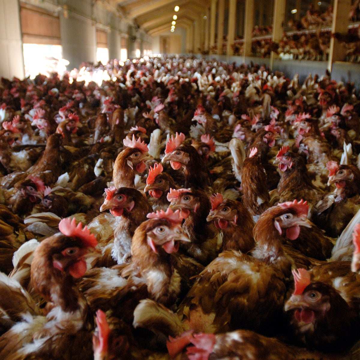 First Bird Flu Outbreak In Uk Since 2017 Confirmed In Suffolk Agriculture The Guardian