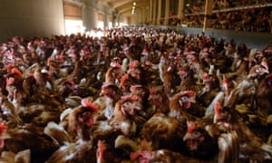 Free-range chicken farm