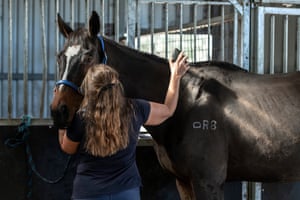 The author grooms a horse