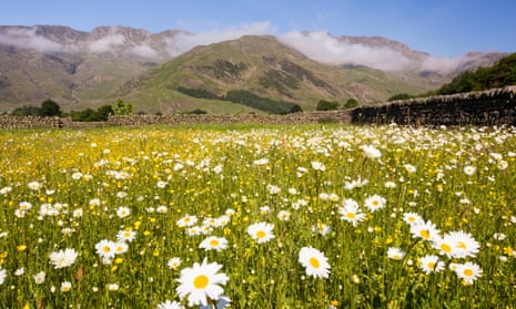 Wild flower meadow, Lake District fells in background