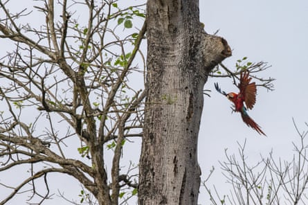 A scarlet macaw flies in to land on a tree