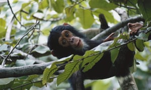 The chimpanzee was the original inspiration for the idea of a World Heritage Species programme. But proponents of the idea say many species could fall under the umbrella over time. Here, a young chimp relaxes in Gombe Stream National Park, Tanzania.