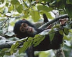 Jane Goodall chimpanzee conservation project in Tanzania hit by USAID cuts