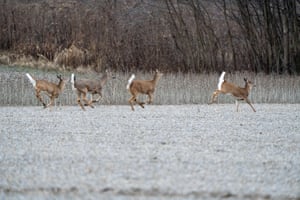 Deer are seen at Oxbow Nature Conservancy in Lawrenceburg, Indiana, US