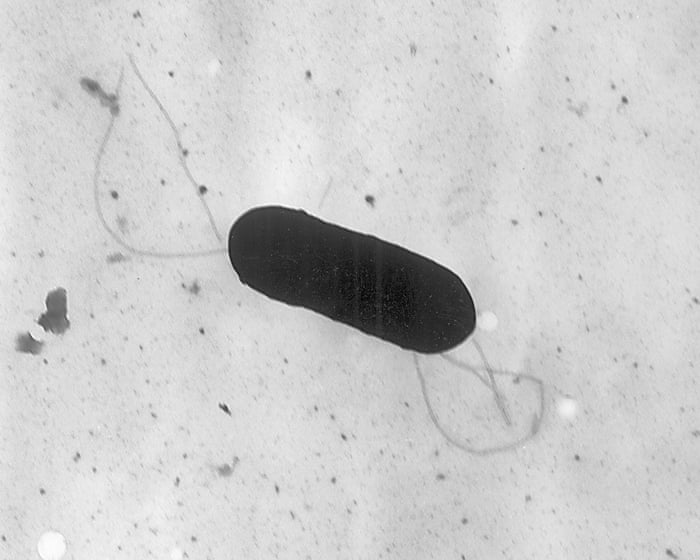 Listeria outbreak in pasta meals linked to six deaths across 18 US states