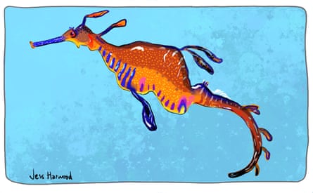 Weedy Sea Horse