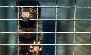 Mink